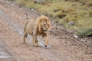 Tanzania2015-LionsHyena7