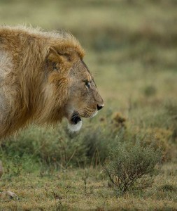 Tanzania2015-LionsHyena8