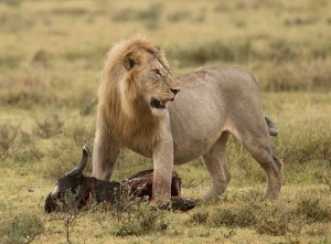 Tanzania2015-LionsHyena9