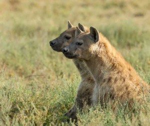 Tanzania2015-WaryHyena