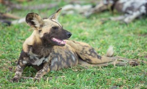 Tanzania2015-WildDogs