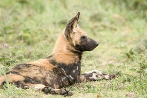 Tanzania2015-WildDogs4