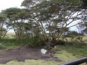 Tanzania2015-WildDogsMoving1