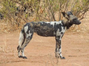 Tanzania2015-WildDogsProfile