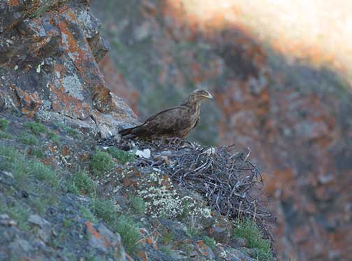 adulteagleonsecondnest