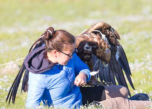 The golden eagle grabbing the trainer by the leg