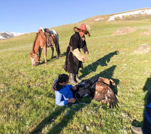 Master eagle falconer pulling the eagle off the trainer