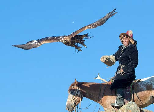 The master eagle falconer releasing his eagle from his glove