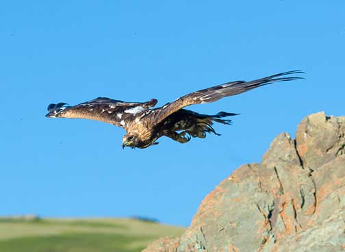 The golden eagle just after release diving after a rabbit