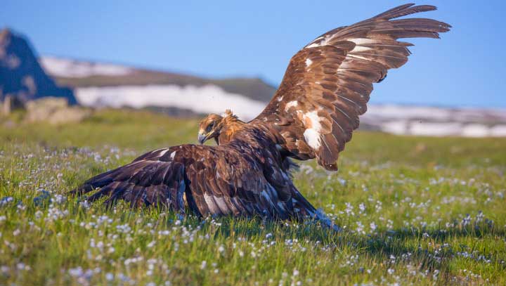 The golden eagle hovering over it's prey 