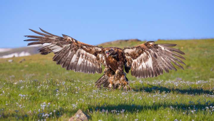 The golden eagle just as it is landing