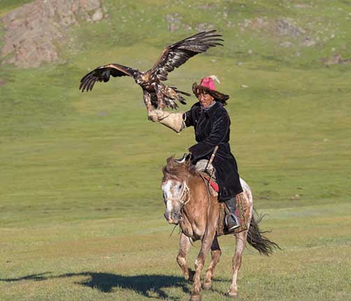 Master eagle falconer galloping with his eagle on his arm