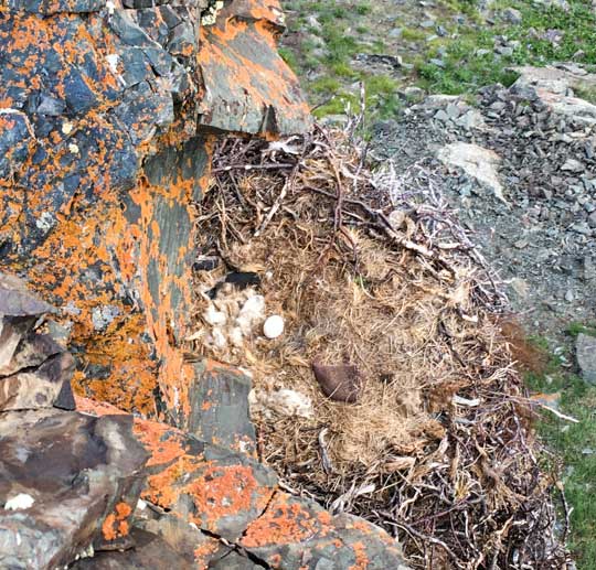 No chicks in the nest, just one egg that was not viable