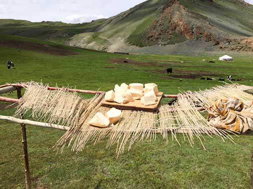 Nomad cheese called kurt drying in the sun