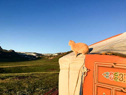 Our watch cat keeping a close eye on things