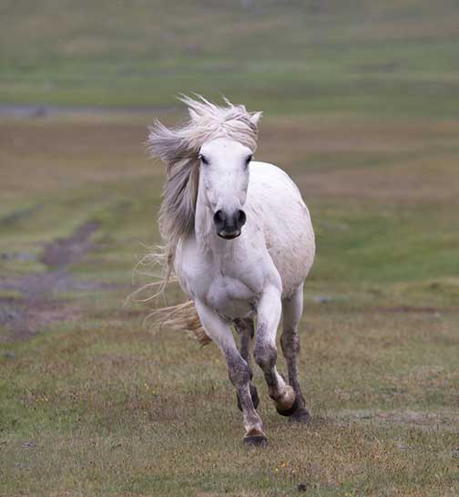 Beautiful white horse galloping towards us