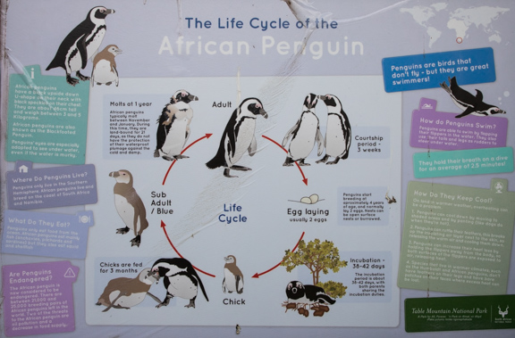 African-penguins-cape-town-south-africa-2