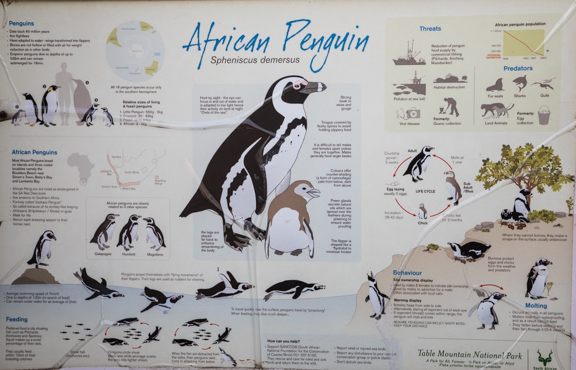 African-penguins-cape-town-south-africa