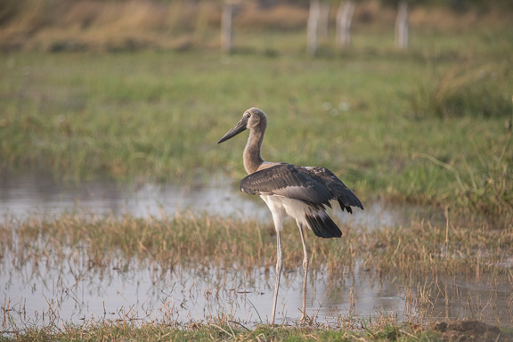 Birds-Camp-Moremi-Okavango-Botswana-19