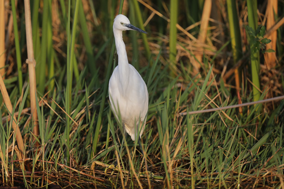 Birds-Camp-Moremi-Okavango-Botswana-27