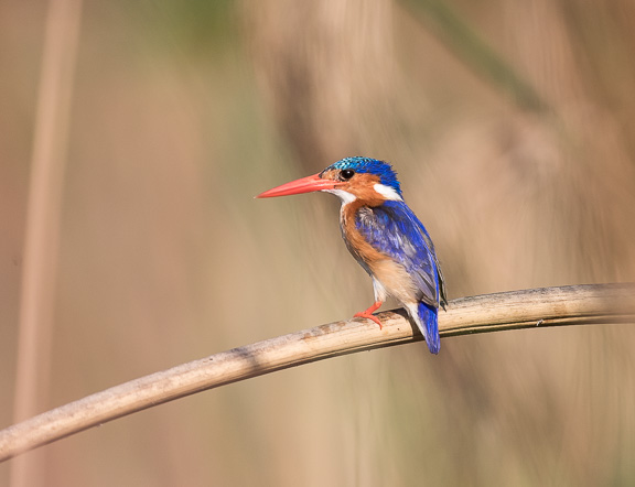 Birds-Camp-Moremi-Okavango-Botswana-32