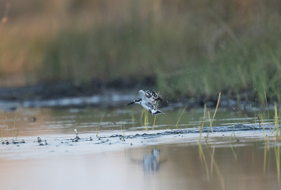 Birds-Camp-Moremi-Okavango-Botswana-35