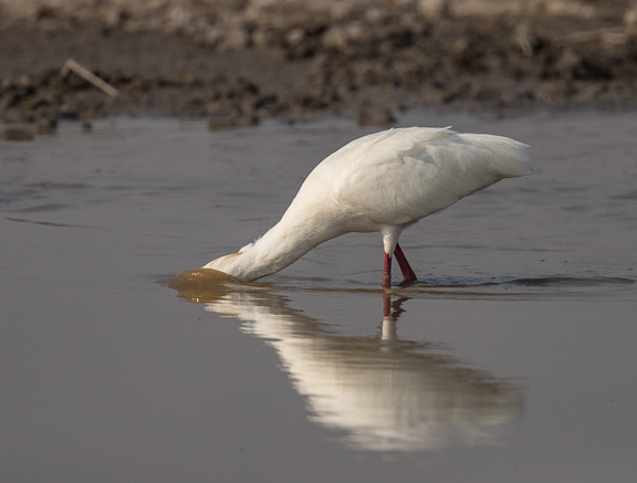 Birds-Camp-Moremi-Okavango-Botswana-7