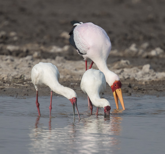 Birds-Camp-Moremi-Okavango-Botswana