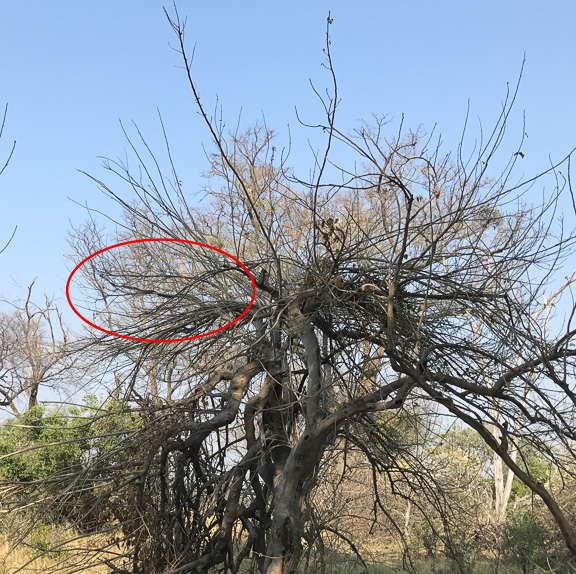 Black-mamba-Okavango-Botswana-10