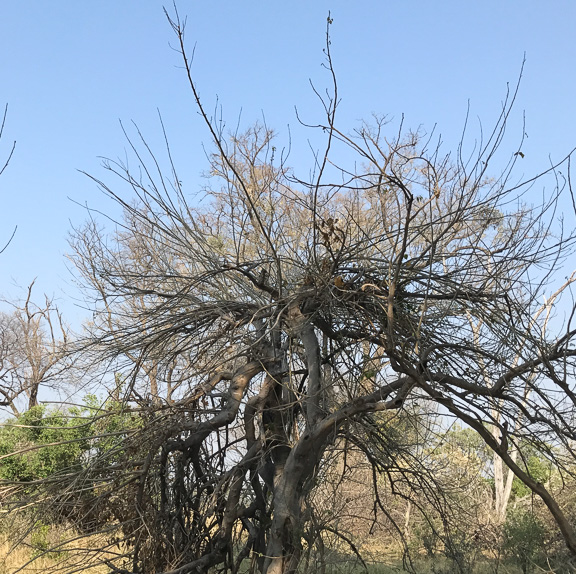 Black-mamba-Okavango-Botswana-11