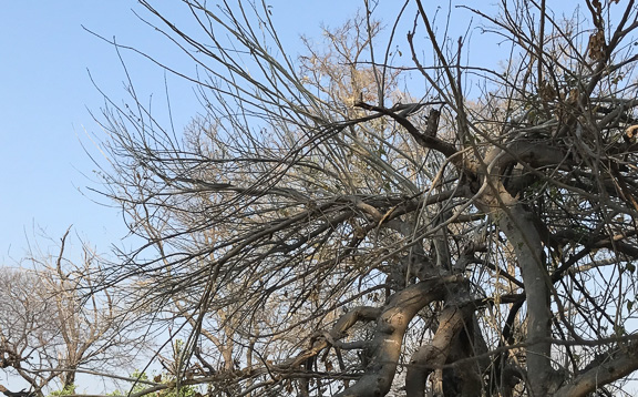 Black-mamba-Okavango-Botswana-12