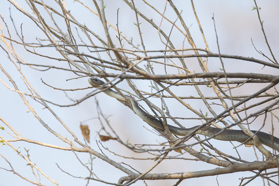 Black-mamba-Okavango-Botswana-5