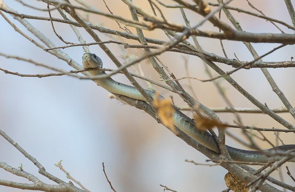 Black-mamba-Okavango-Botswana-7