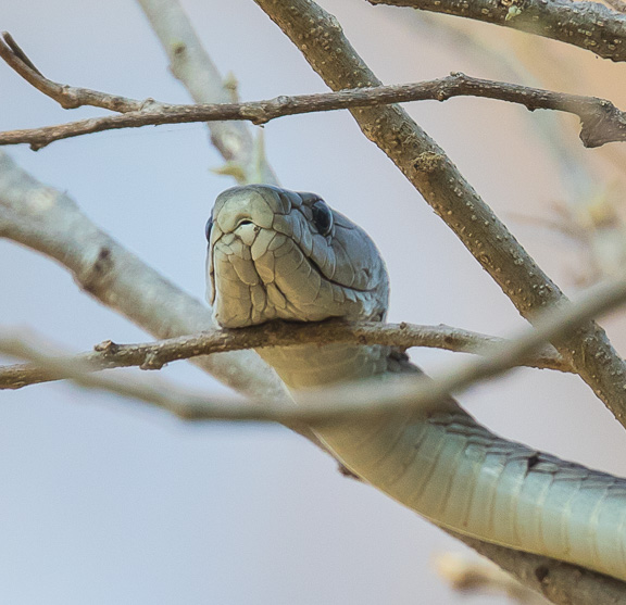 Black-mamba-Okavango-Botswana-8