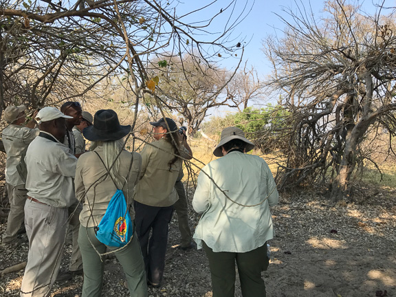 Black-mamba-Okavango-Botswana-9