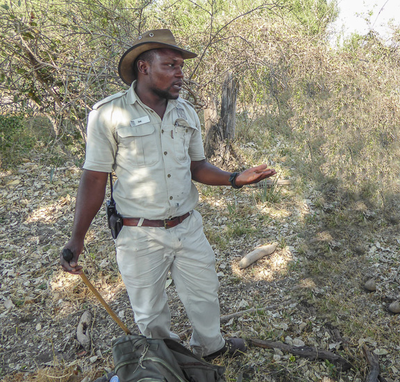Black-mamba-Okavango-Botswana
