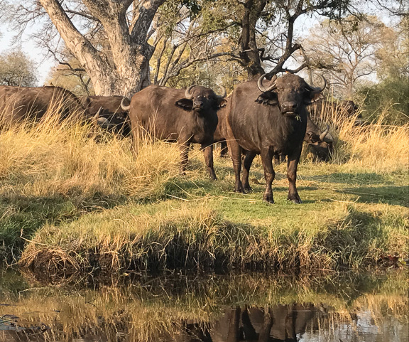 Cape-Buffalo-Okavango-Botswana-13