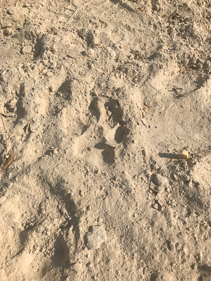 Cape-Buffalo-Okavango-Botswana-23
