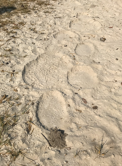 Cape-Buffalo-Okavango-Botswana-25