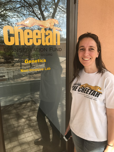 Cheetah-conservation-fund-genetics
