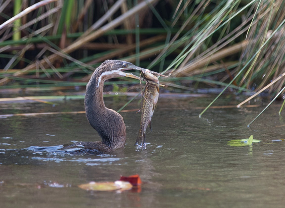 Darter-Camp-Moremi-Okavango-Botswana