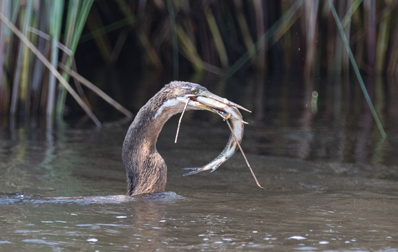 Darter-Camp-Moremi-Okavango-Botswana-3