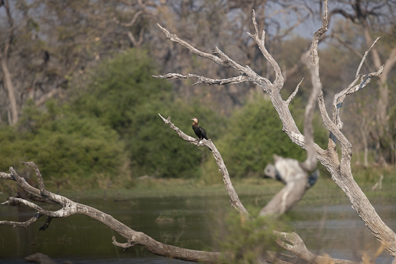 Darter-Camp-Moremi-Okavango-Botswana