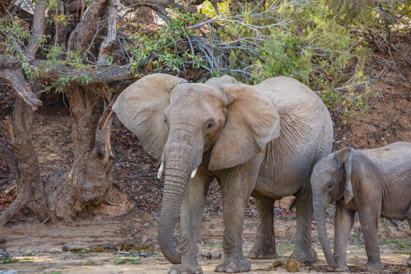 Desert-adapted-elephants-Namibia-1