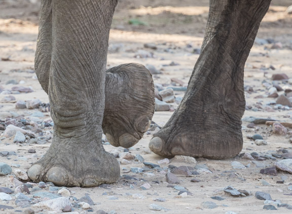 Desert-adapted-elephants-Namibia-4