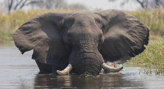Elephant-Camp-Okavango-Botswana-14
