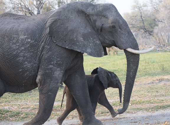 Elephant-Camp-Okavango-Botswana-17
