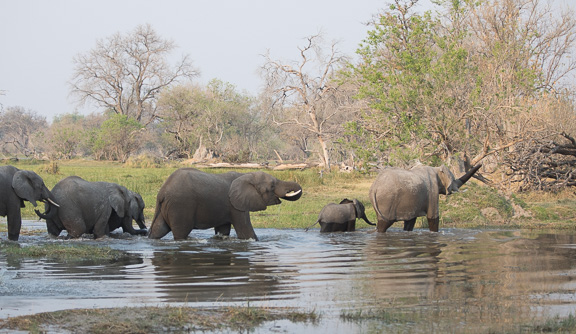 Elephant-Camp-Okavango-Botswana-18