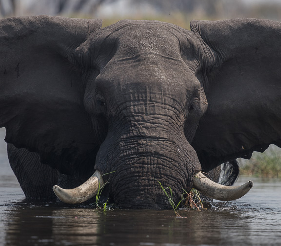 Elephant-Camp-Okavango-Botswana-21