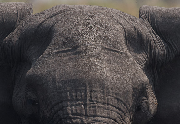Elephant-Camp-Okavango-Botswana-22